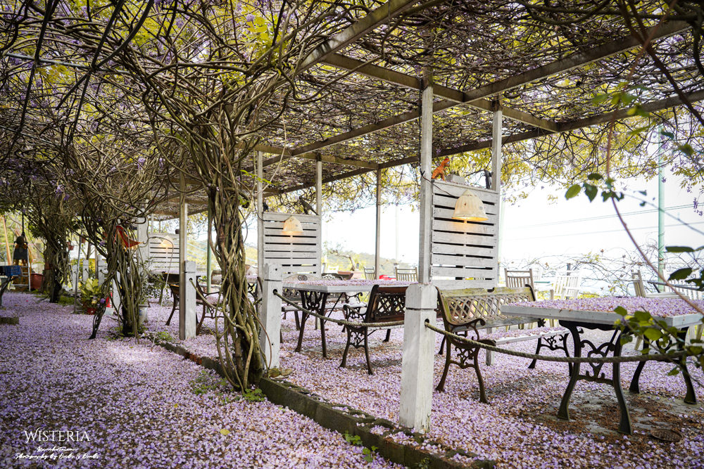 新竹湖口疣豬山寨景觀餐廳紫藤花
