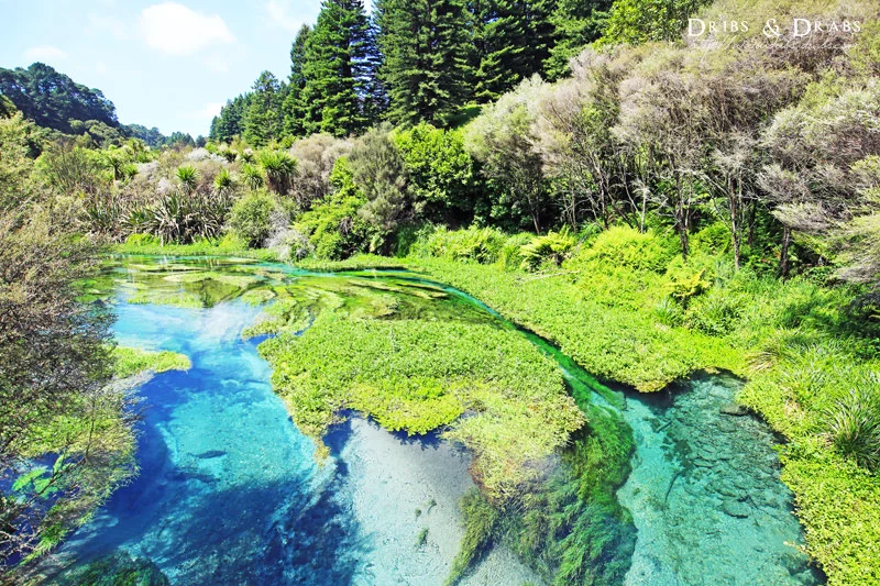 紐西蘭藍泉blue spring