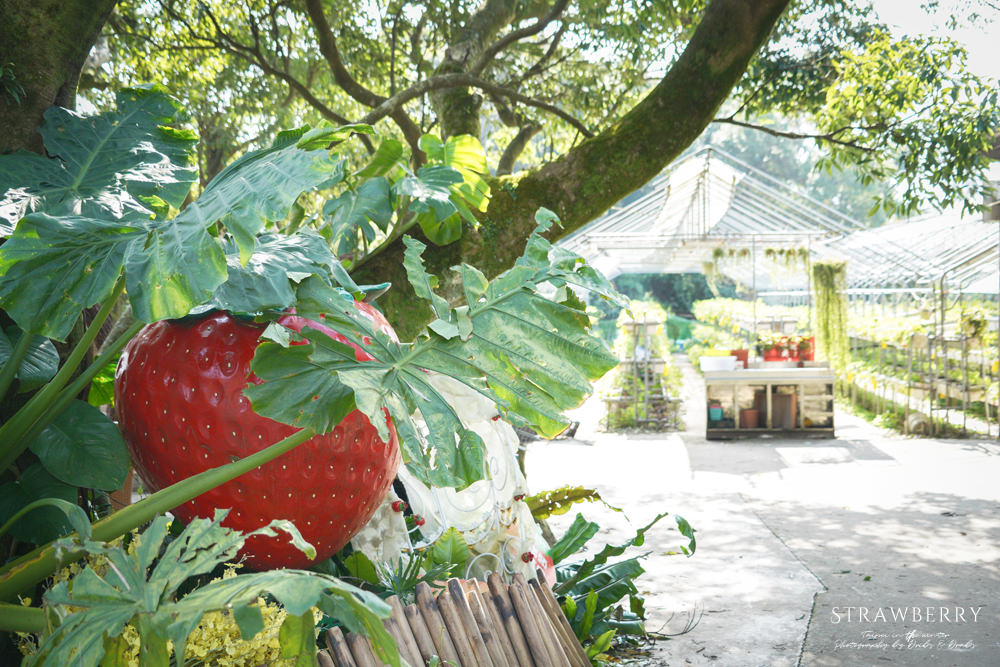 台北內湖大崙頭草莓園