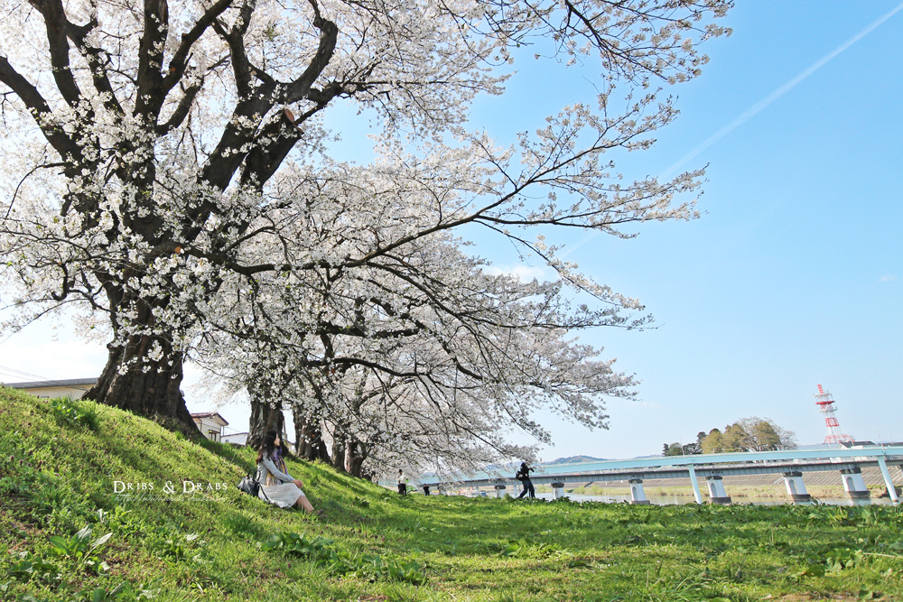 日本東北自助旅行11天完整行程表 青森秋田山形福島宮城 自駕開車路線 賞花行程表 Dribs Drabs