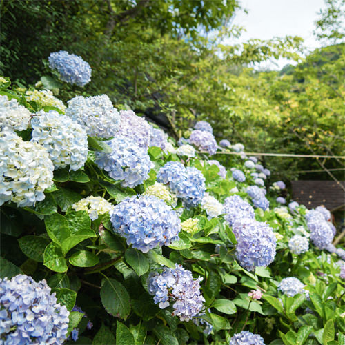 苗栗南庄繡球花季「碧絡角花園咖啡」森林裡的仙境繡球花園, 夏季花饗宴