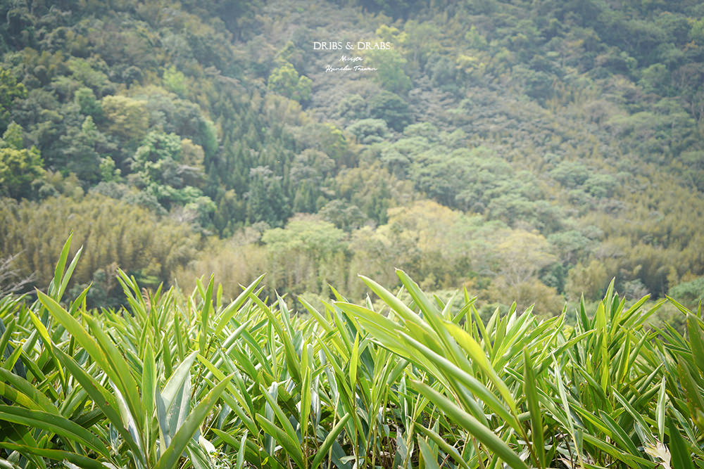 新竹尖石那羅部落香草之旅島內散步