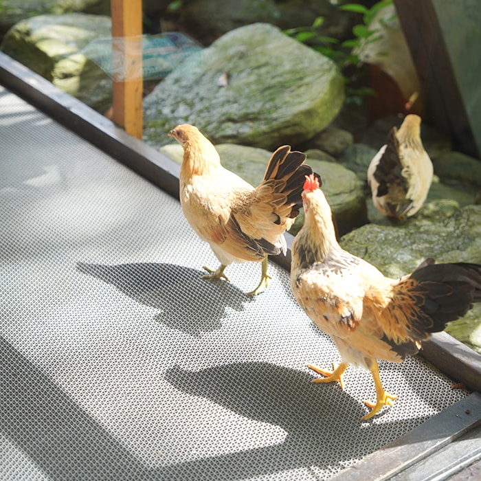 花蓮鳳林美食月廬食堂/在靜謐隱士莊園裡享用美味梅子雞,深山裡一位難求的花蓮美食餐廳