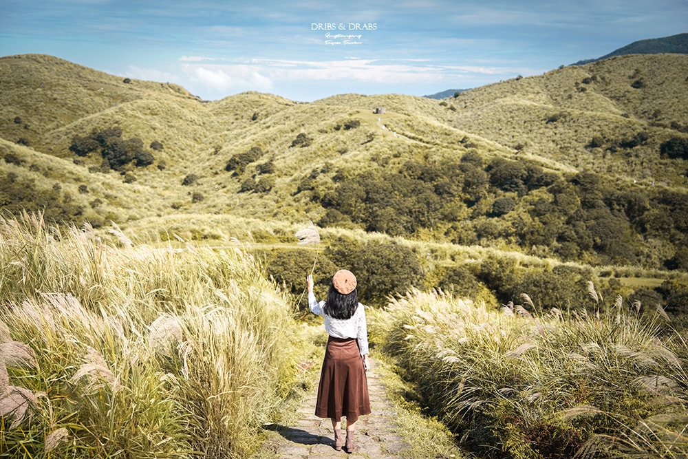 陽明山擎天崗芒草季
