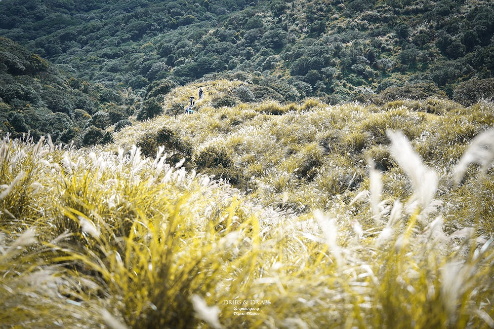 陽明山擎天崗芒草季