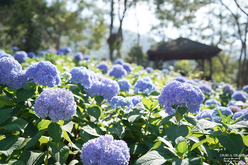 台中新社沐心泉白雪木黃金楓花季