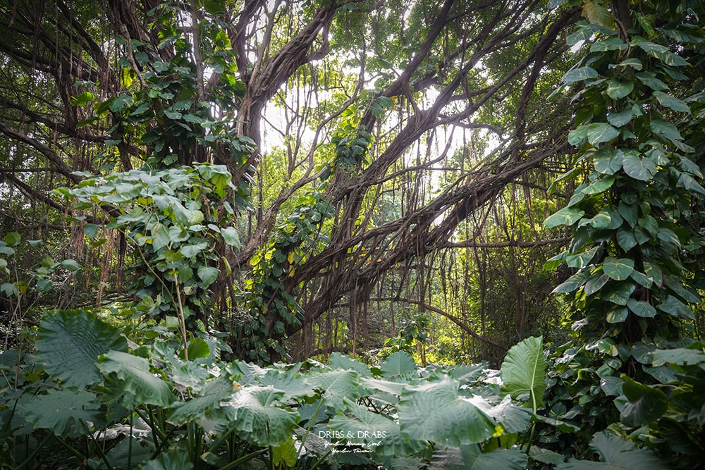 雲林虎尾景點