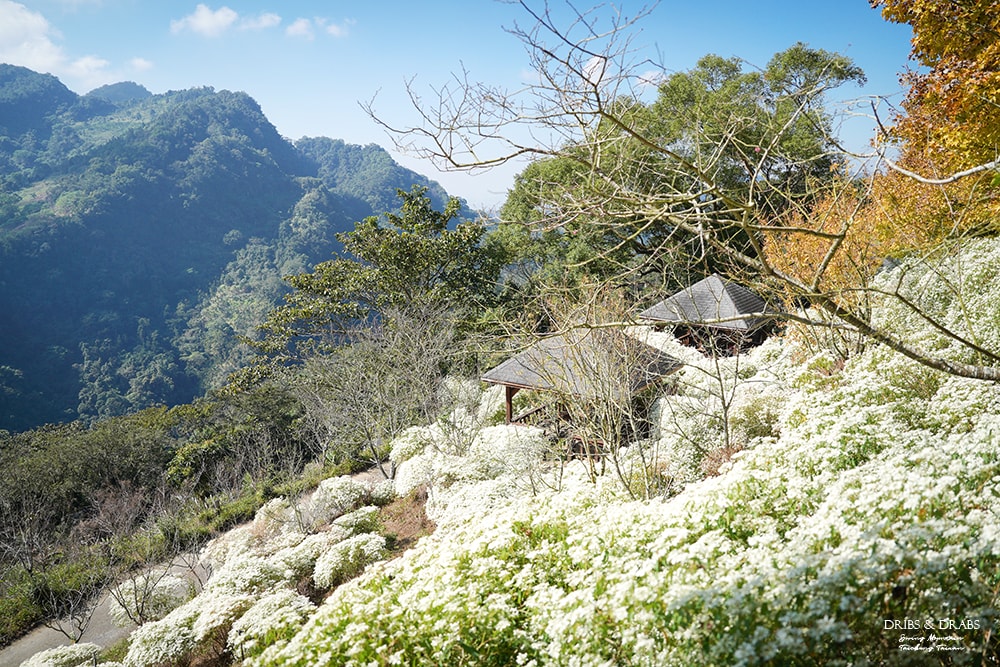 台中新社沐心泉白雪木黃金楓花季