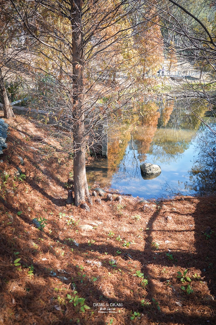 長庚養生文化村落羽松公園