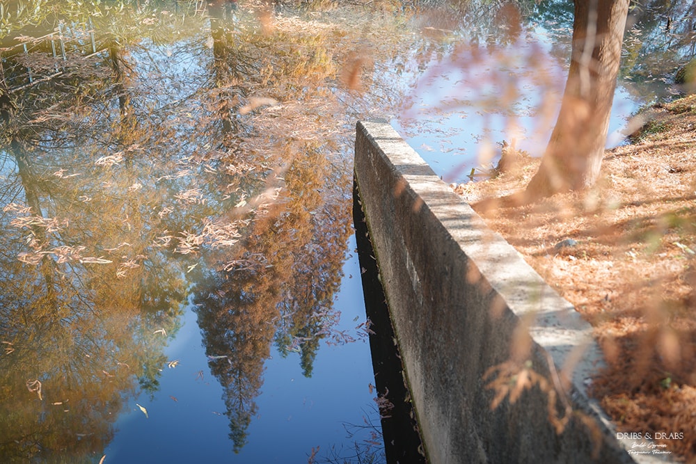 長庚養生文化村落羽松公園
