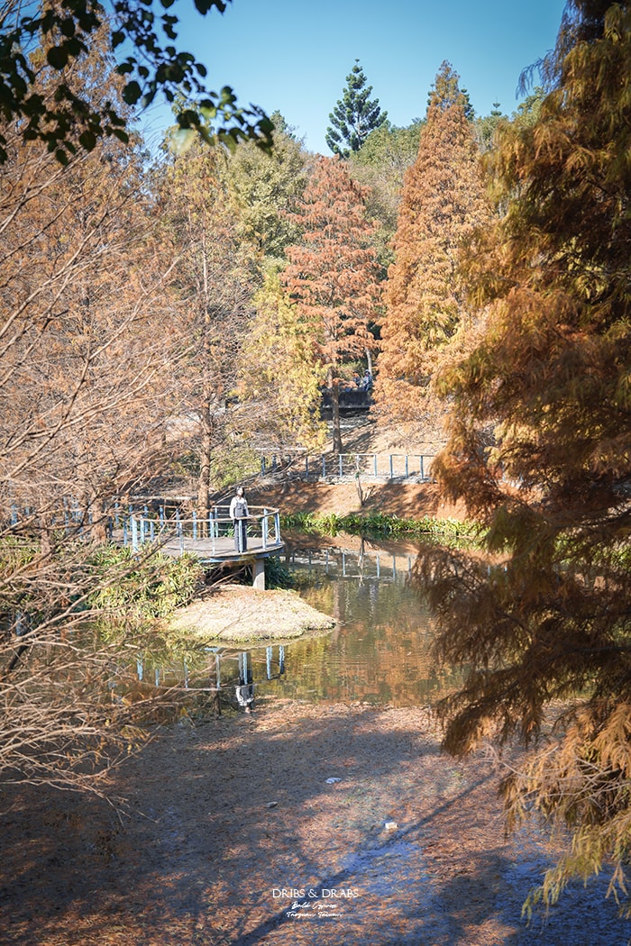 長庚養生文化村落羽松公園