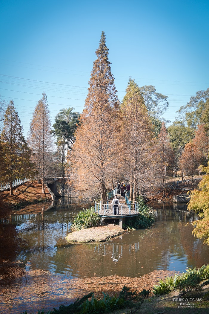 長庚養生文化村落羽松公園