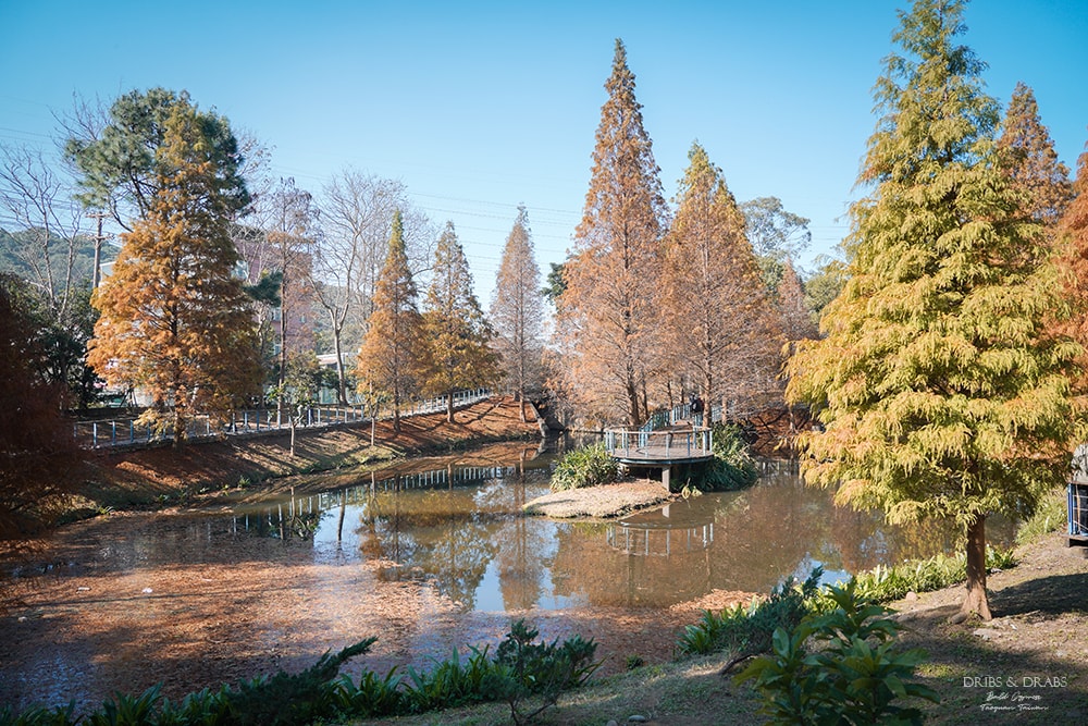 長庚養生文化村落羽松公園