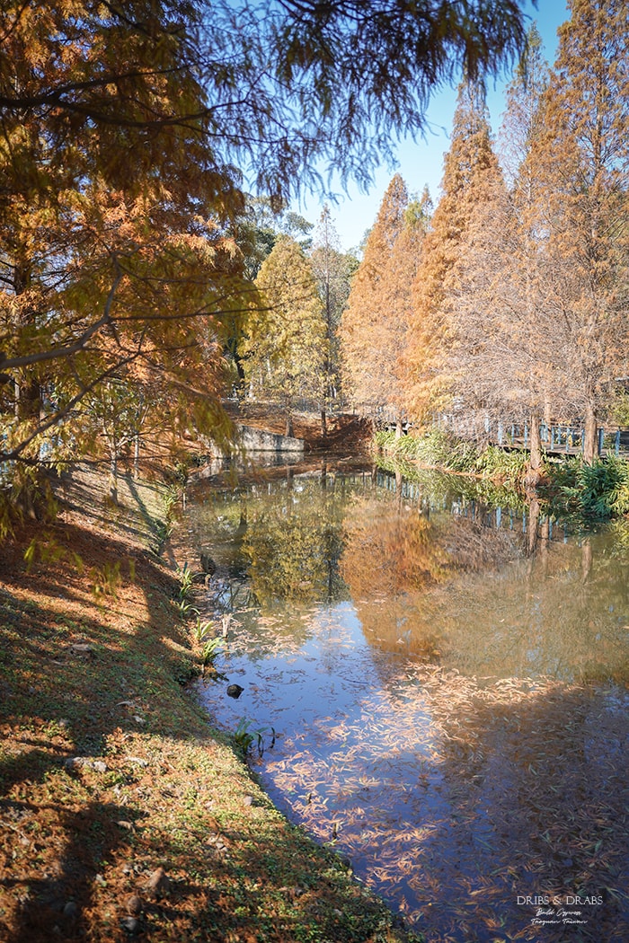 長庚養生文化村落羽松公園