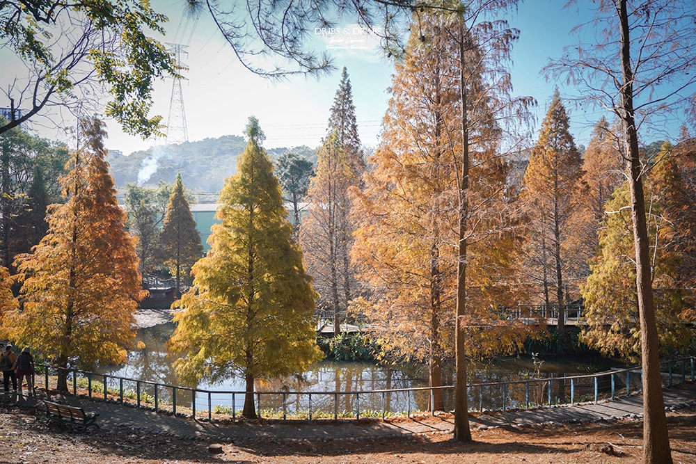 長庚養生文化村落羽松公園