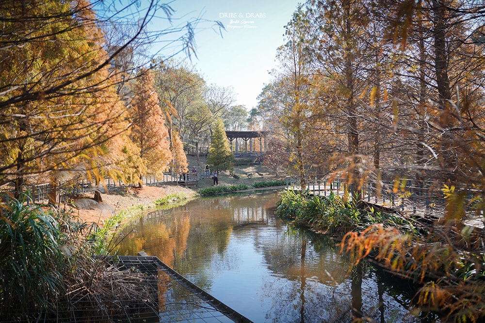 長庚養生文化村落羽松公園