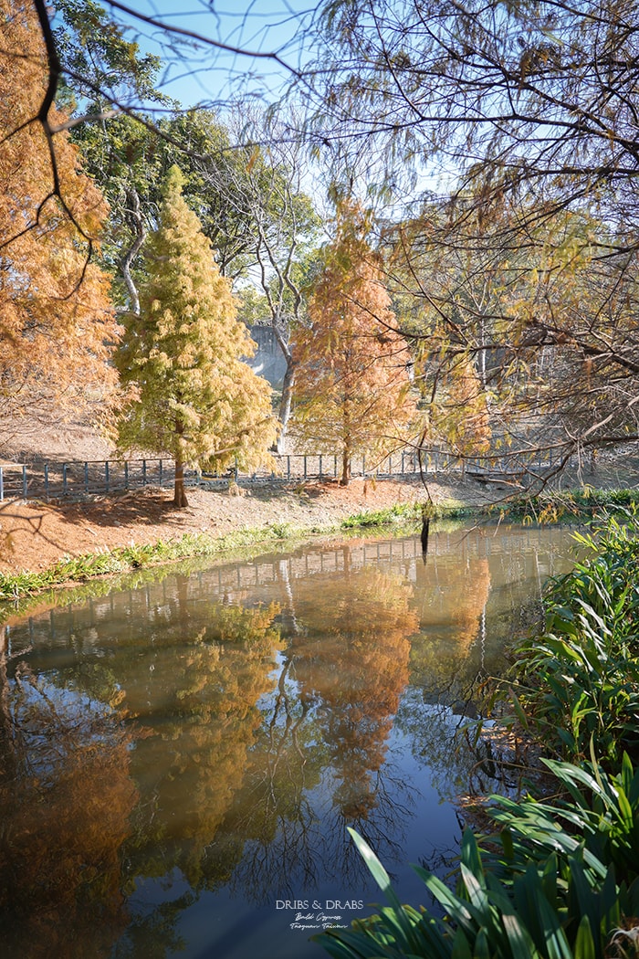 長庚養生文化村落羽松公園