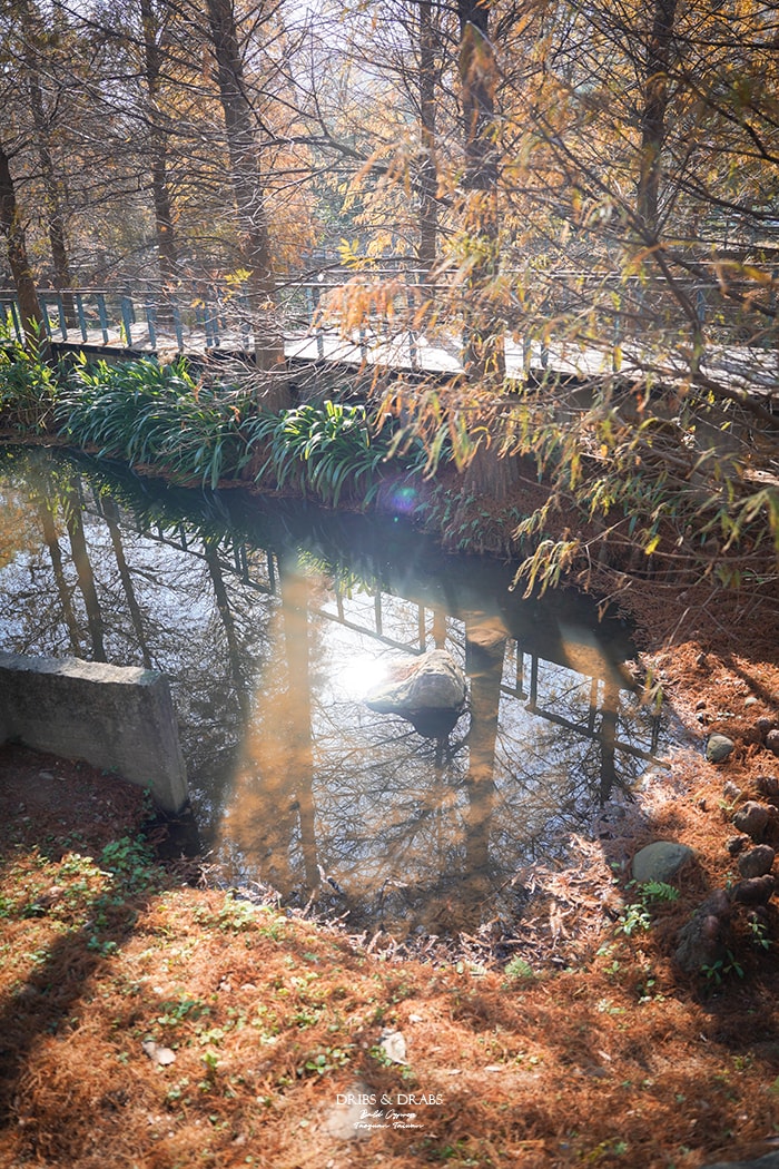 長庚養生文化村落羽松公園
