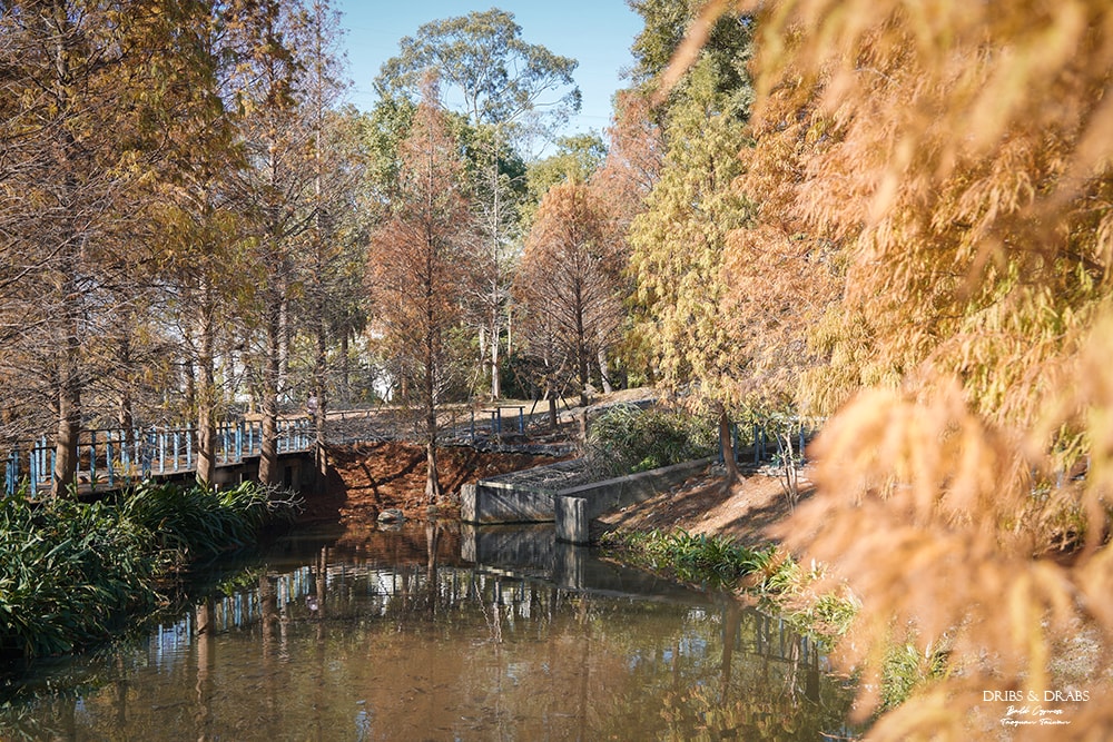 長庚養生文化村落羽松公園
