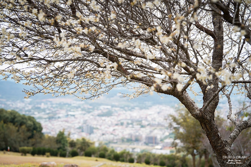 南投埔里景觀餐廳虎嘯山嵐