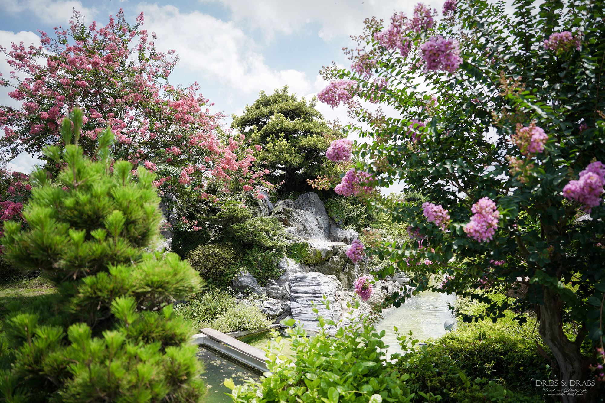 彰化成美文化園仲夏百日紅紫薇花季
