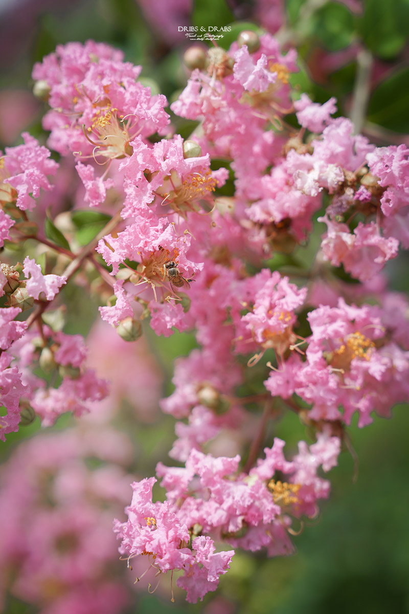 彰化成美文化園仲夏百日紅紫薇花季