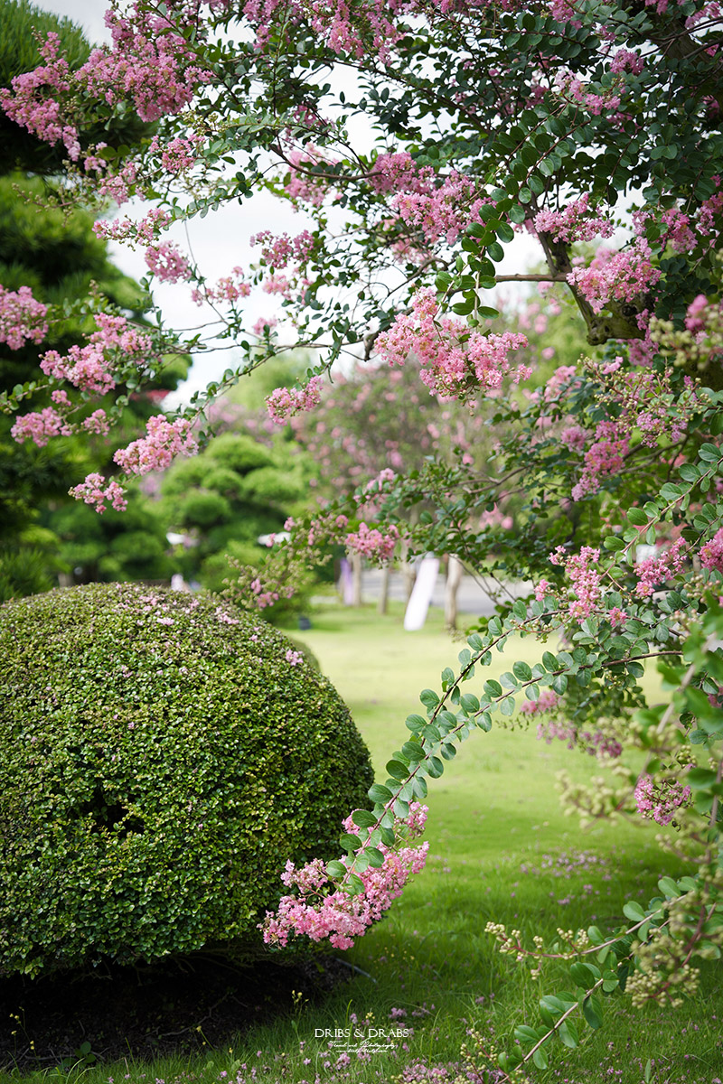 彰化成美文化園仲夏百日紅紫薇花季