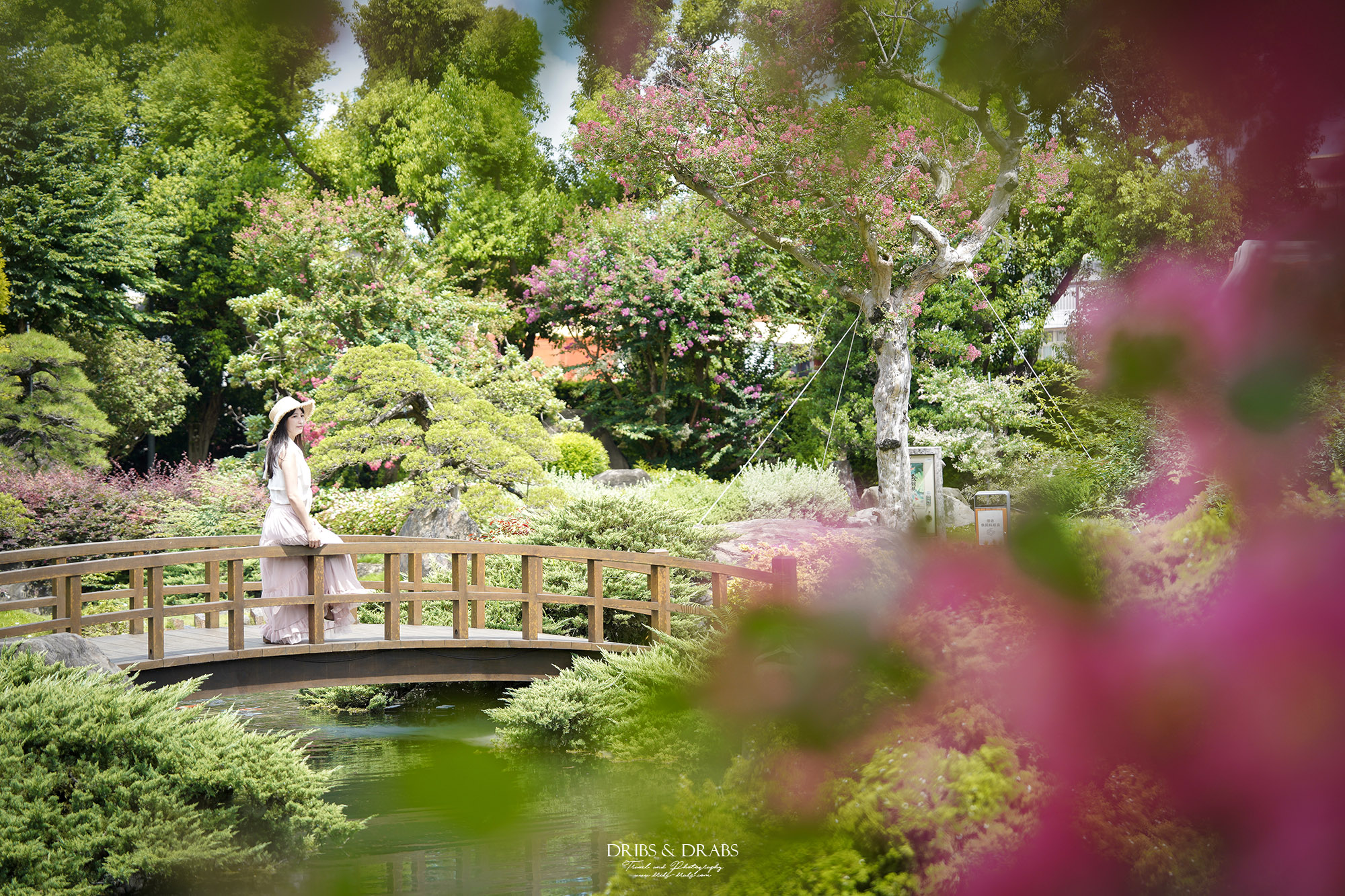 彰化成美文化園仲夏百日紅紫薇花季