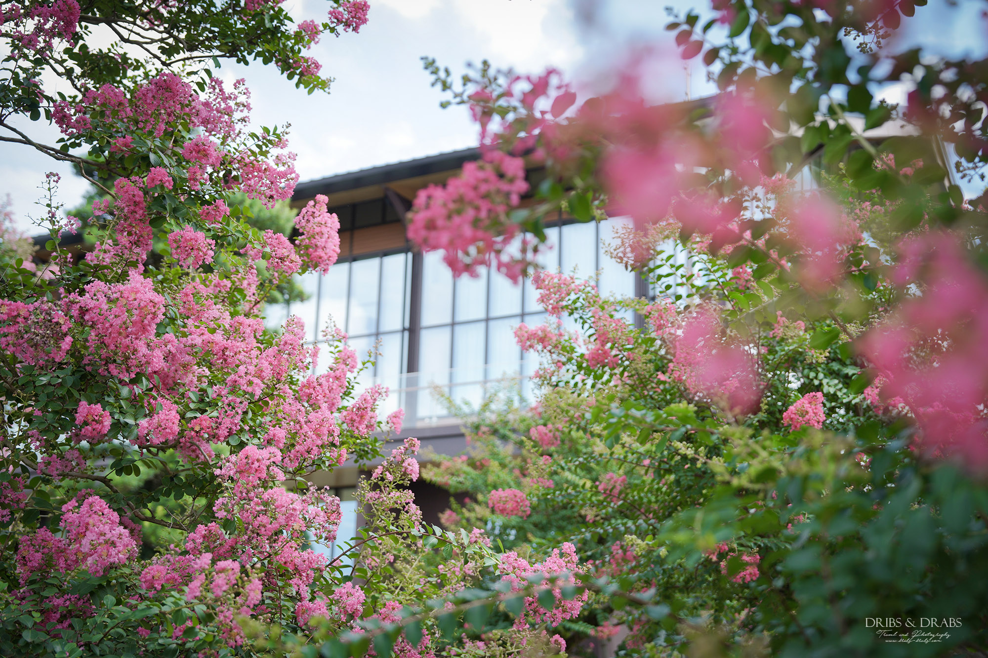 彰化成美文化園仲夏百日紅紫薇花季