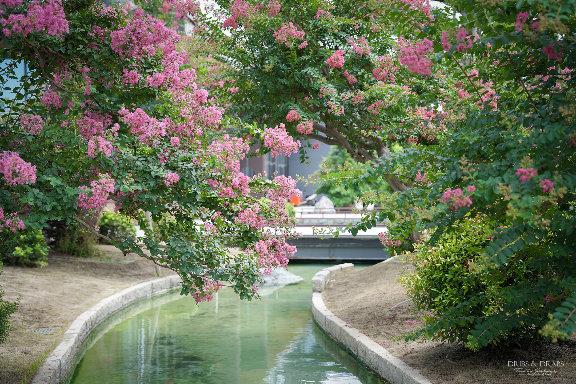 彰化成美文化園仲夏百日紅紫薇花季