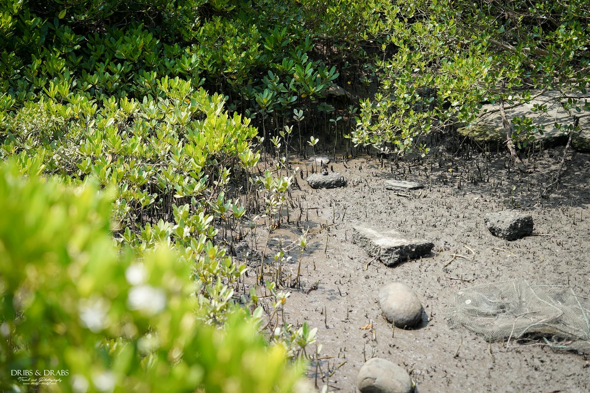 新竹新豐紅樹林步道