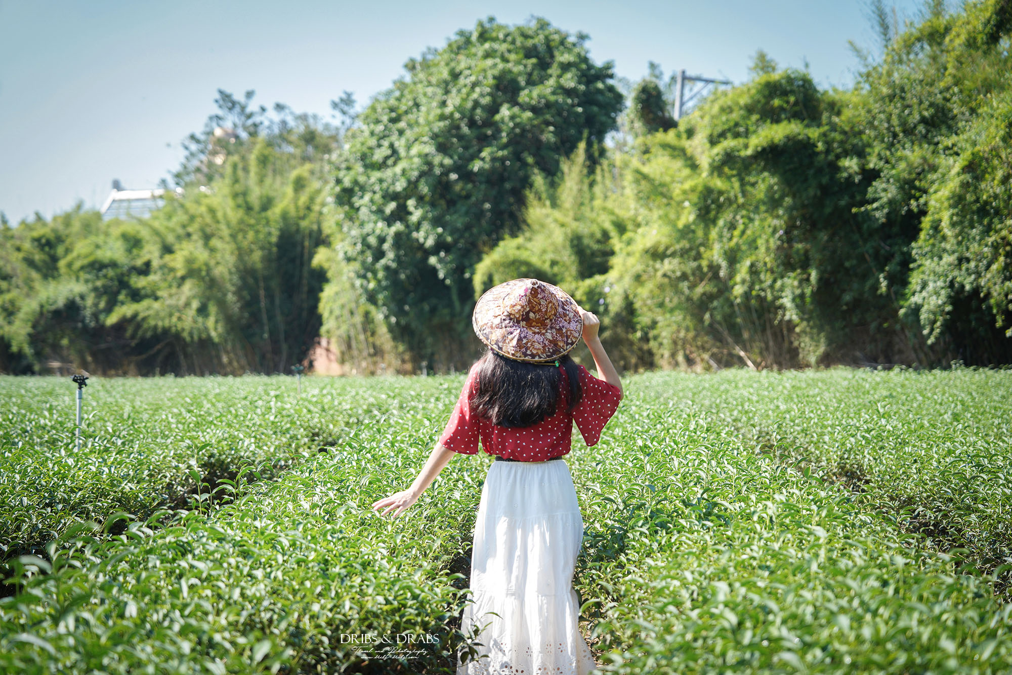 新竹峨眉茶香小旅行|探訪東方美人茶的故鄉, 一場結合茶香、茶染工藝的深度旅行 - 第4張圖