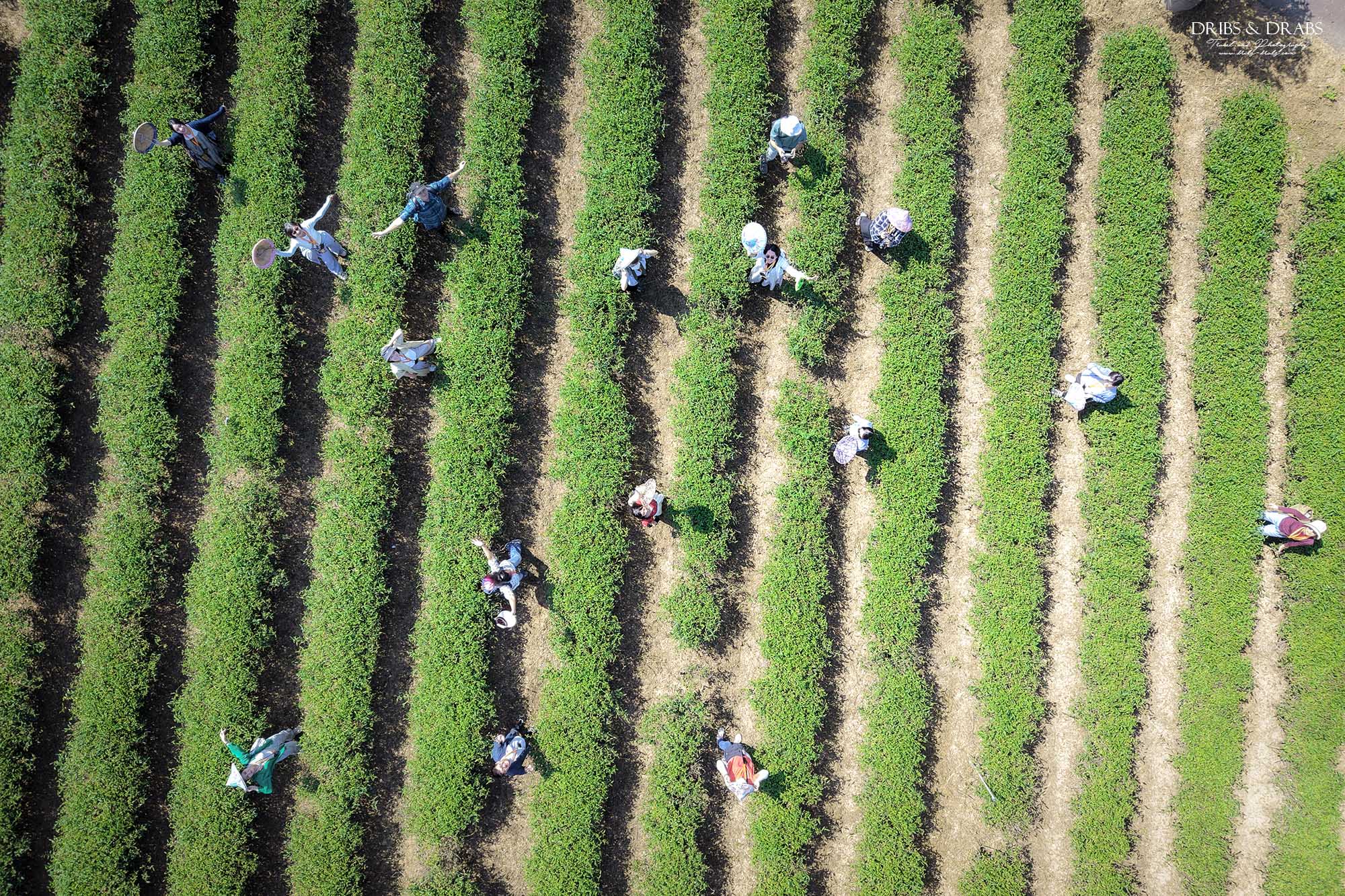 新竹峨眉茶香小旅行|探訪東方美人茶的故鄉, 一場結合茶香、茶染工藝的深度旅行 - 第3張圖