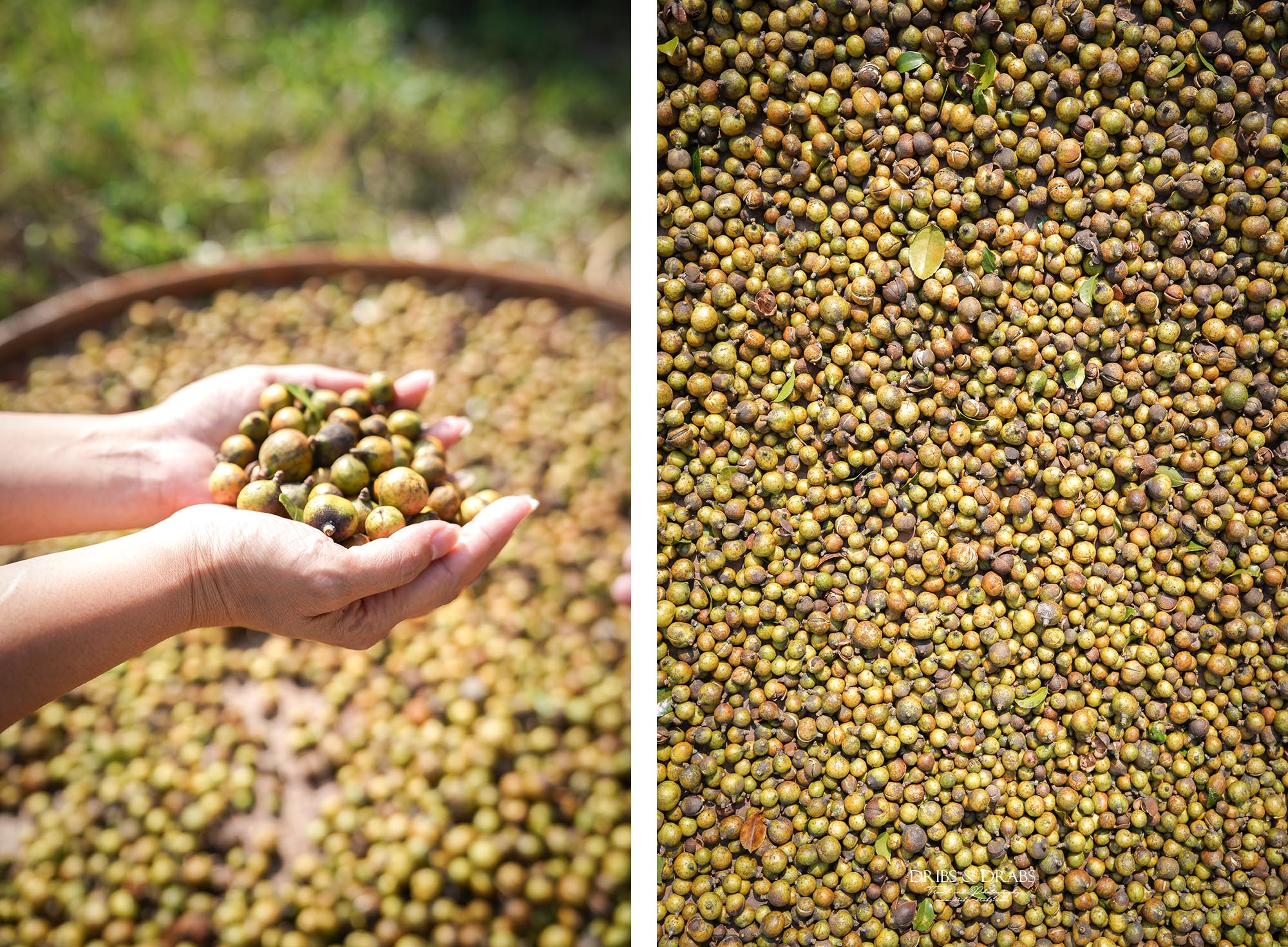 新竹峨眉茶香小旅行|探訪東方美人茶的故鄉, 一場結合茶香、茶染工藝的深度旅行 - 第29張圖