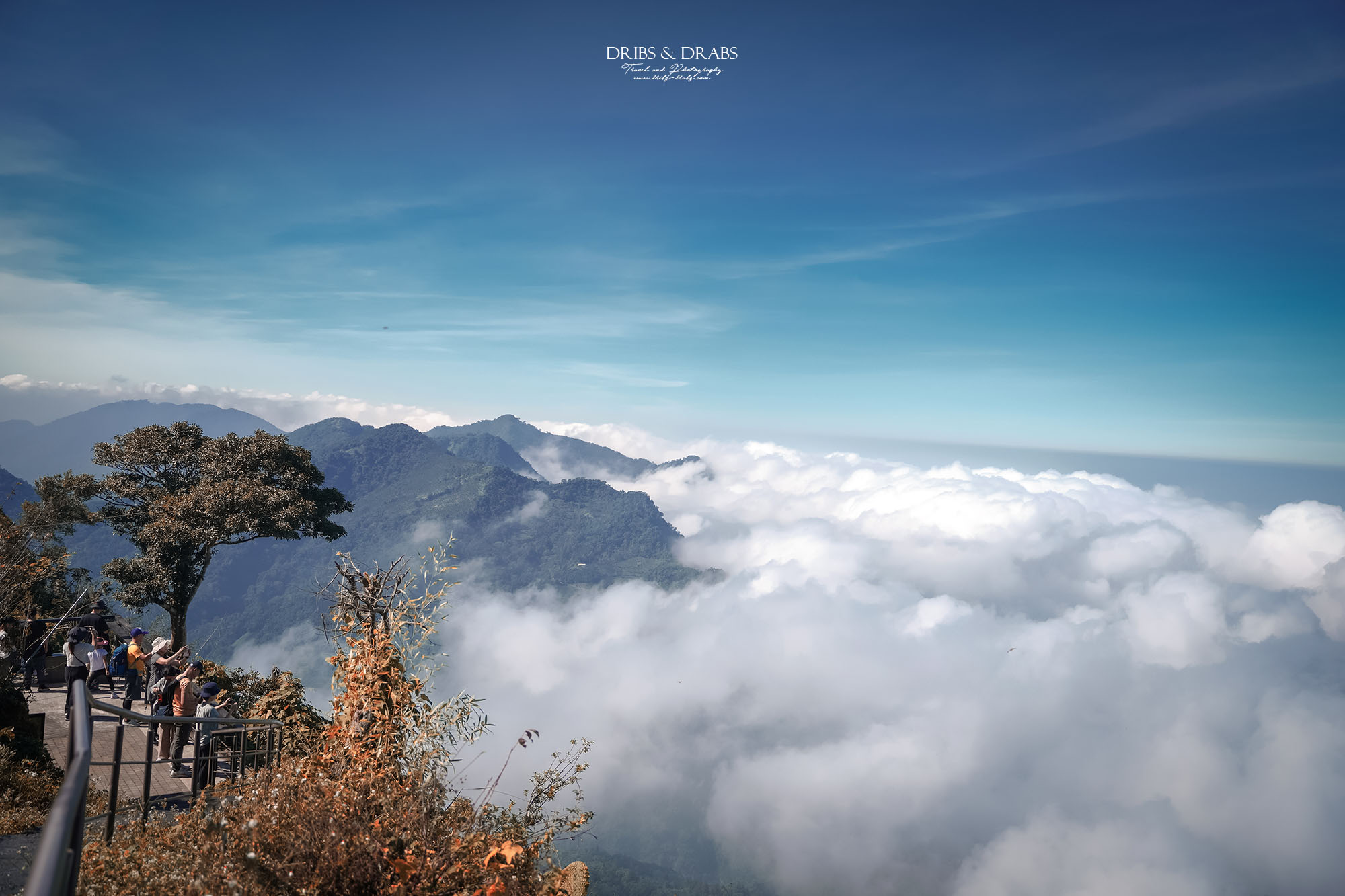 嘉義阿里山二延平步道|漫步雲端的茶園秘境,秋冬限定雲海季夢幻登場! - 第12張圖 嘉義阿里山二延平步道|漫步雲端的茶園秘境,秋冬限定雲海季夢幻登場!