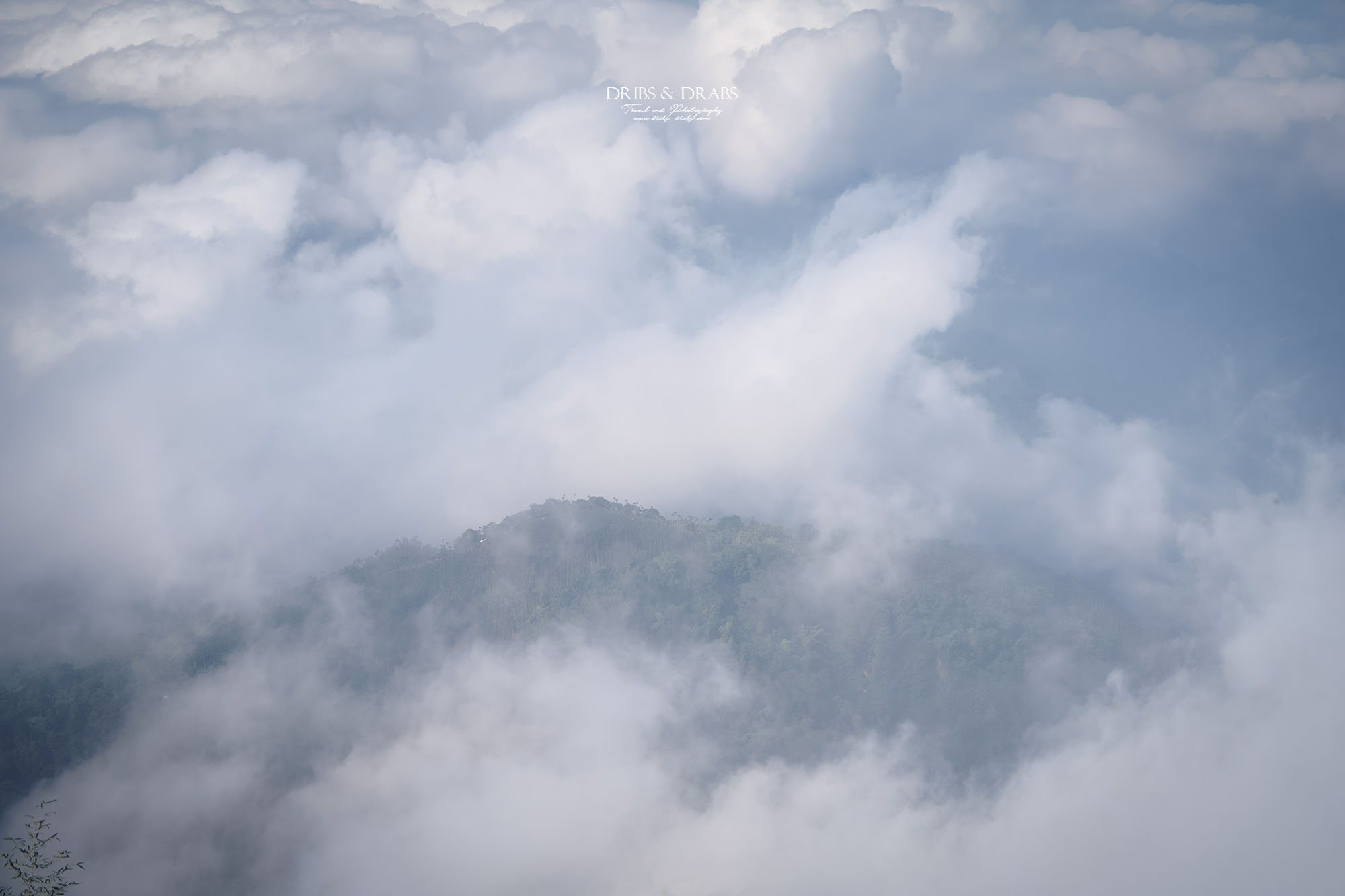 嘉義阿里山二延平步道|漫步雲端的茶園秘境,秋冬限定雲海季夢幻登場! - 第13張圖 嘉義阿里山二延平步道|漫步雲端的茶園秘境,秋冬限定雲海季夢幻登場!