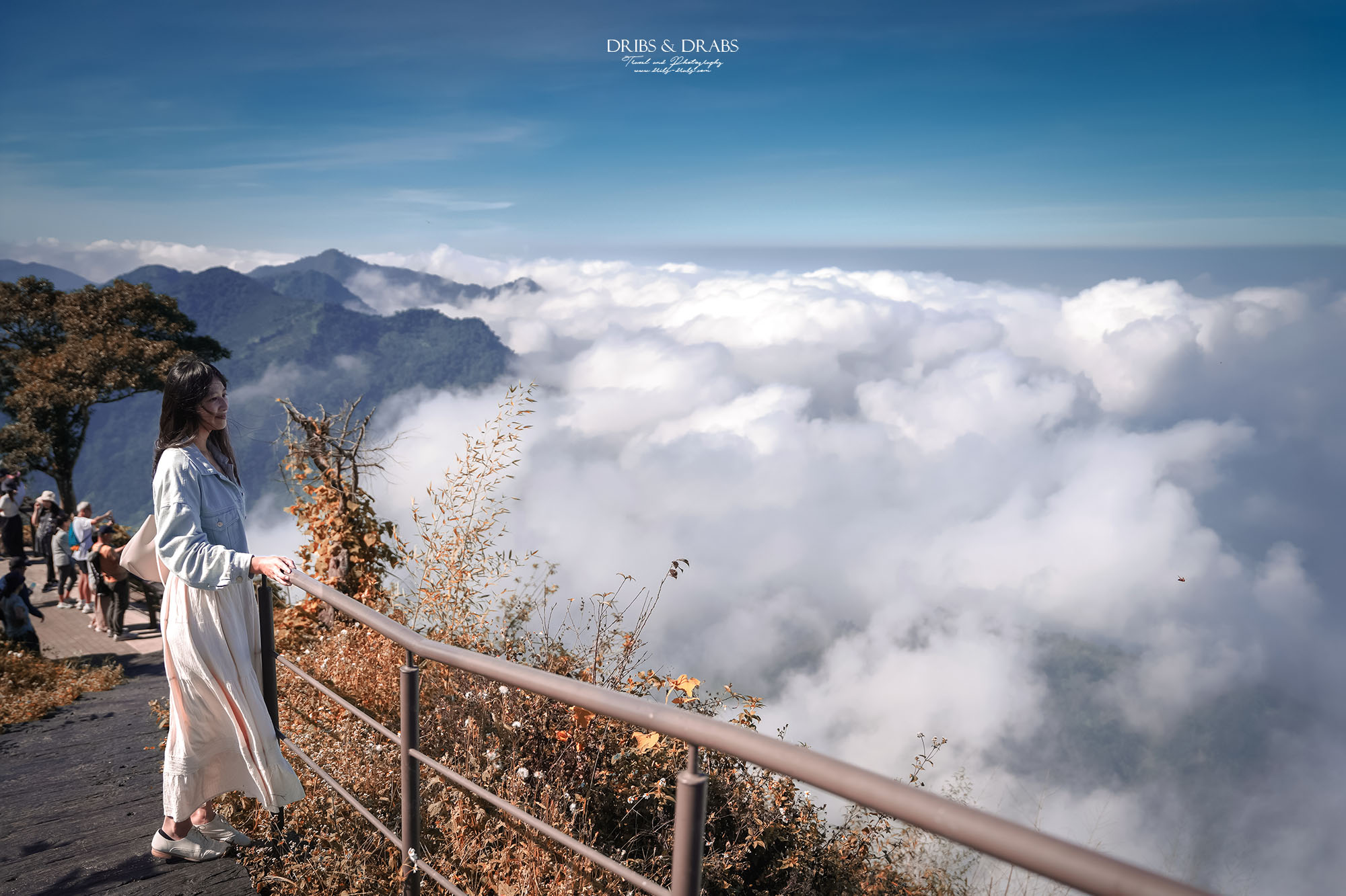 嘉義阿里山二延平步道|漫步雲端的茶園秘境,秋冬限定雲海季夢幻登場! - 第14張圖