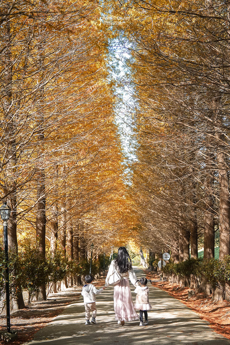 新竹芎林小森之歌｜新竹落羽松景點推薦＋白色教堂草地野餐打卡