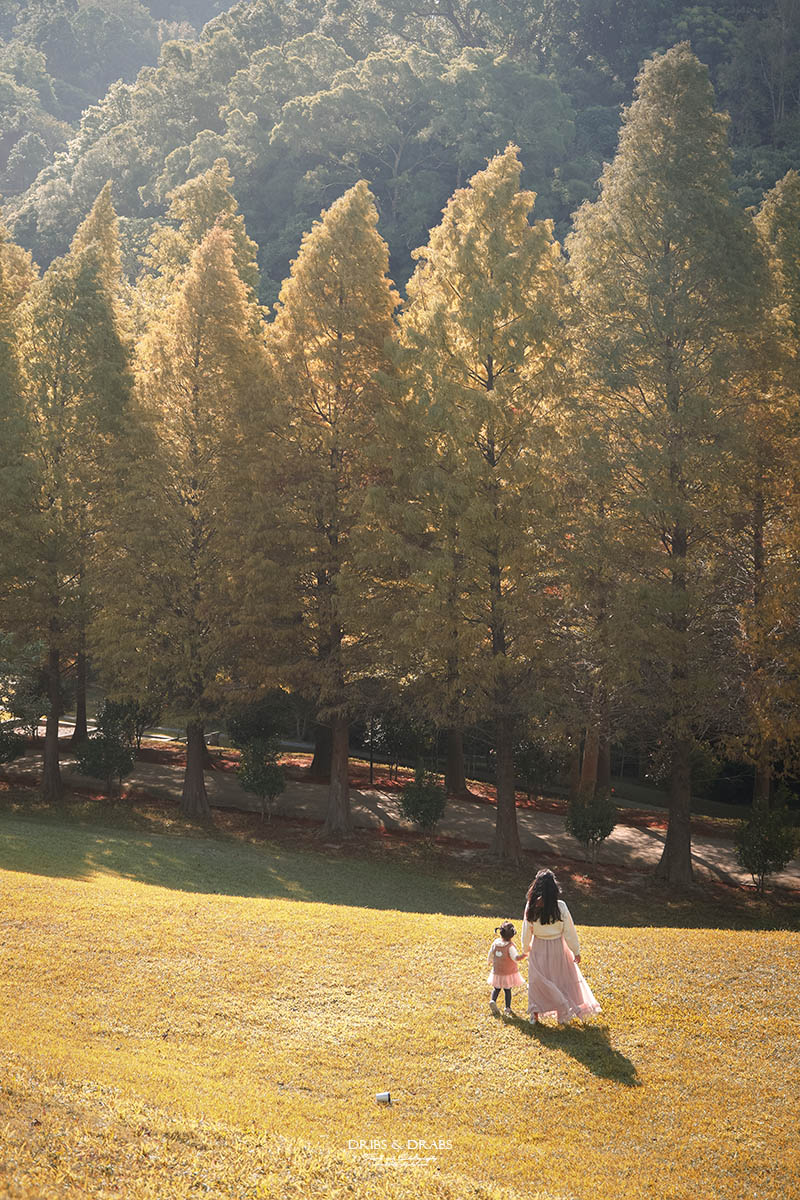 新竹芎林小森之歌｜新竹落羽松景點推薦＋白色教堂草地野餐打卡