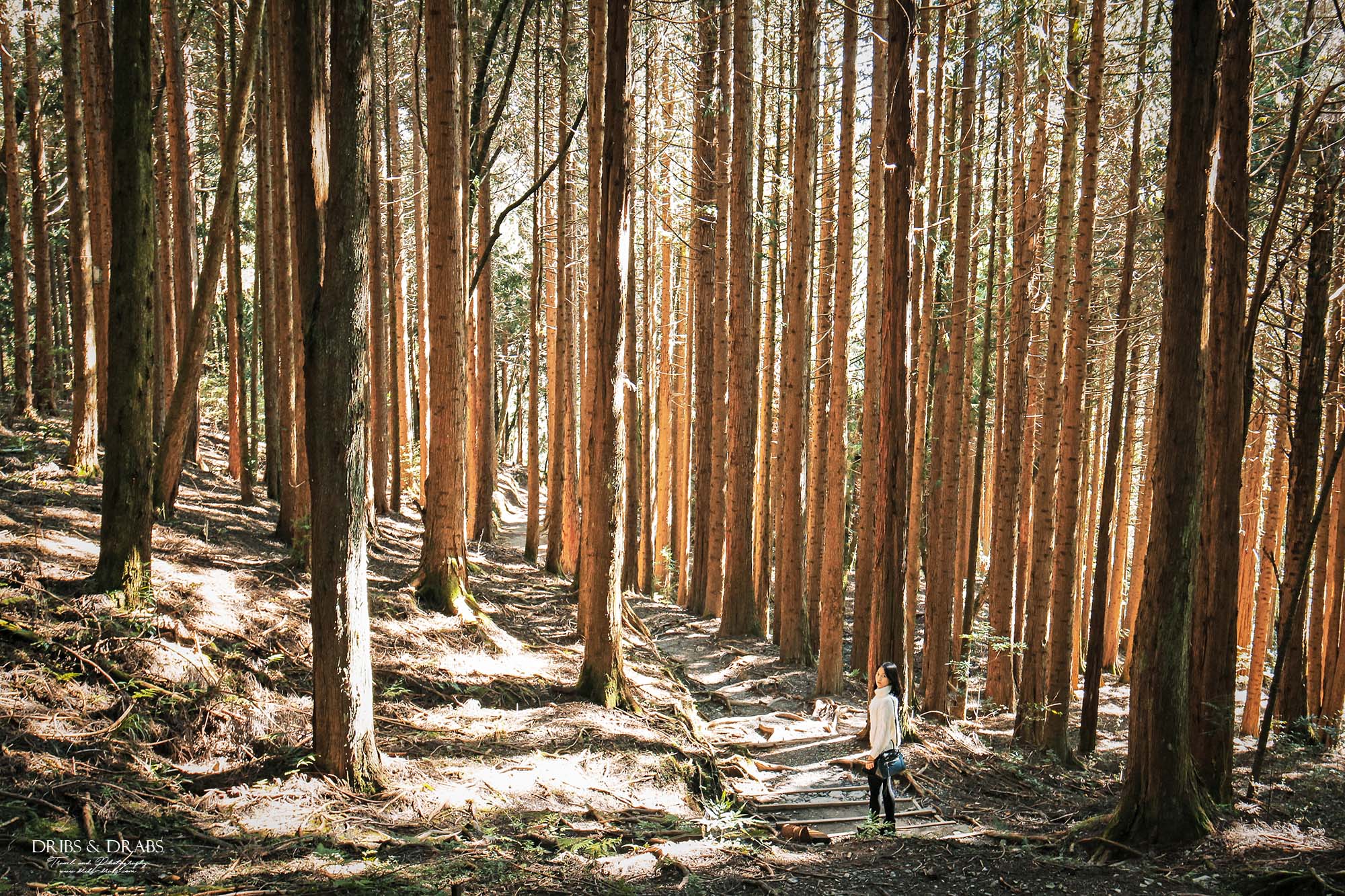 新竹五峰旅遊攻略｜三日遊行程指南：觀霧森林遊憩區,雪霸農場,山上人家, 清泉部落, 白蘭部落