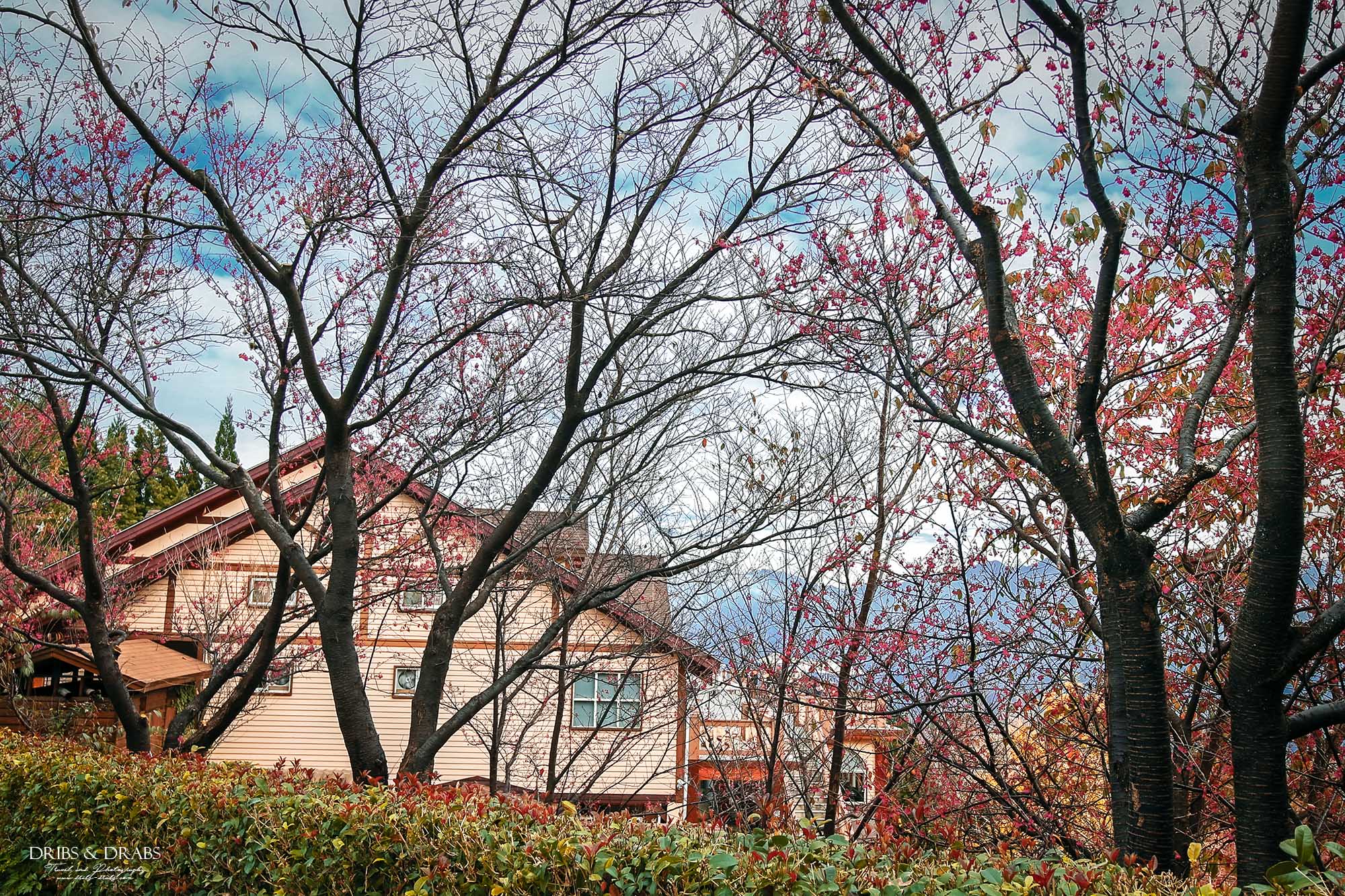 新竹五峰旅遊攻略｜三日遊行程指南：觀霧森林遊憩區,雪霸農場,山上人家, 清泉部落, 白蘭部落