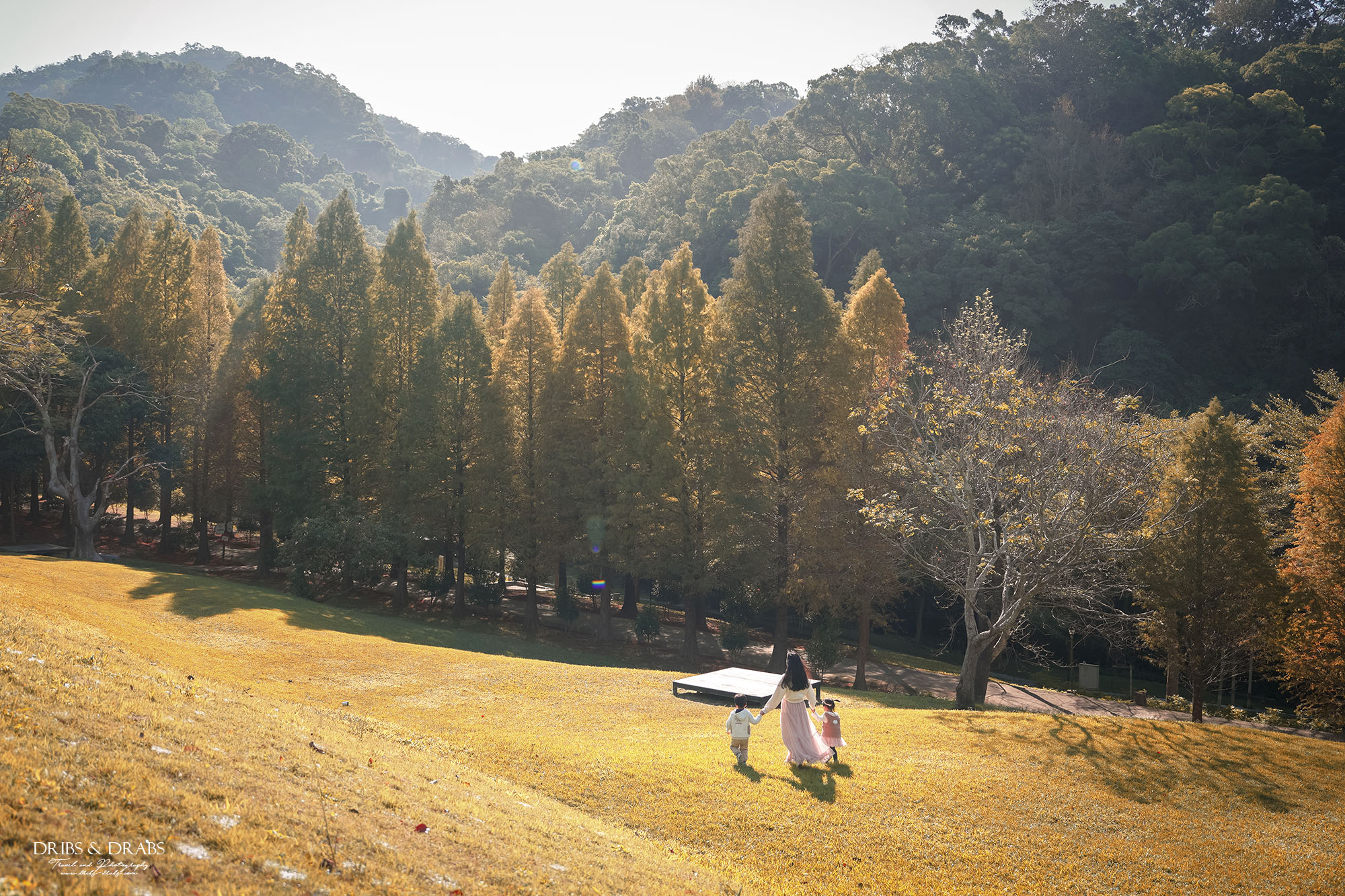 新竹芎林小森之歌｜新竹落羽松景點推薦＋白色教堂草地野餐打卡