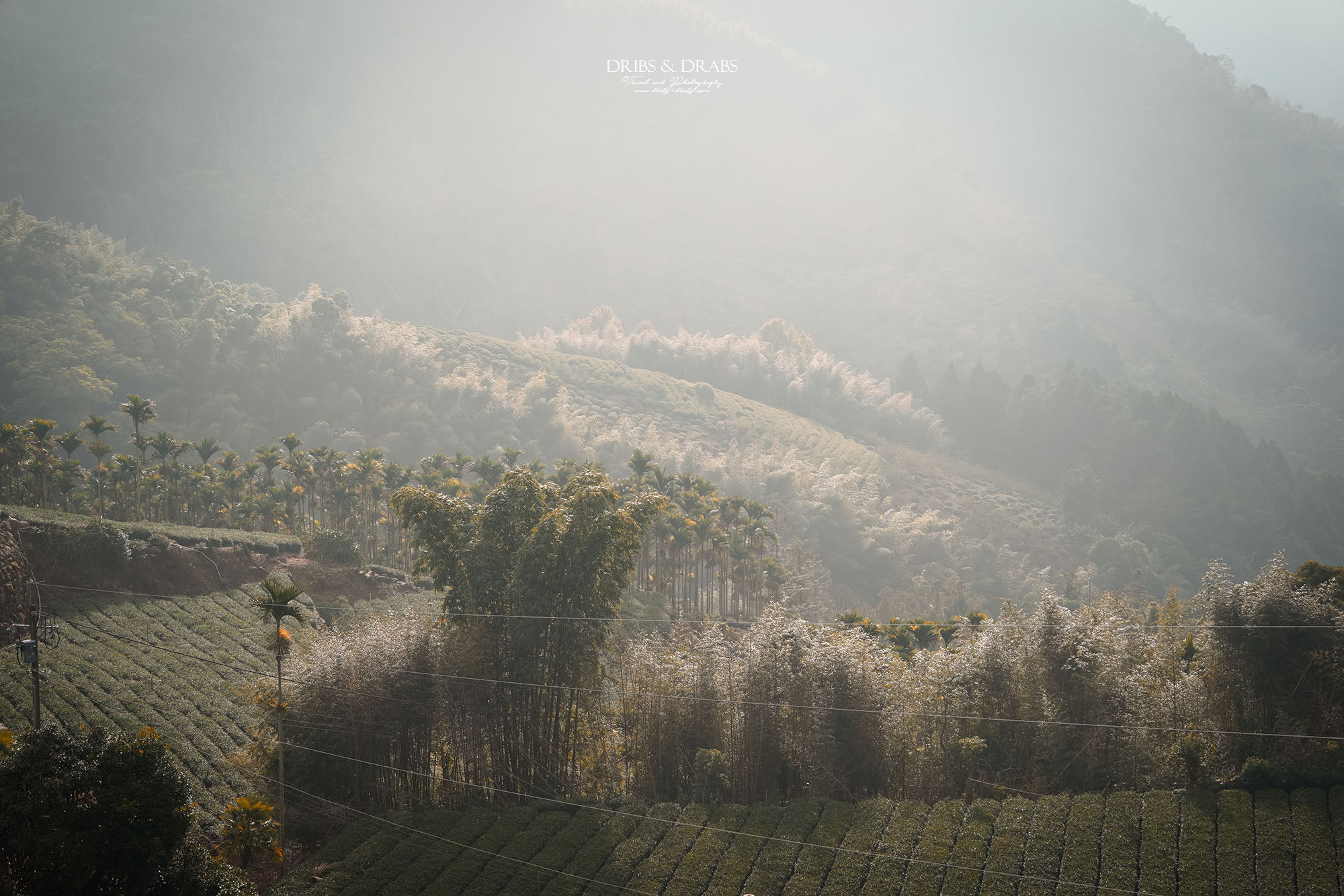 嘉義阿里山住宿推薦｜璦勒芬莊園民宿新開幕，隙頂象山看日出絕佳視野民宿