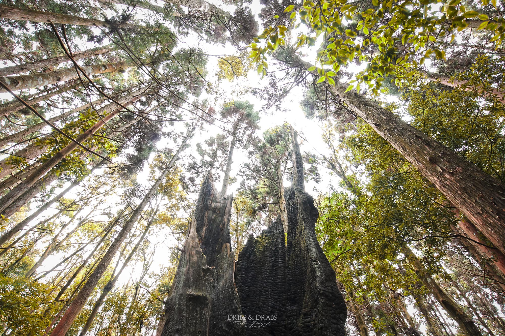 新竹五峰旅遊攻略｜三日遊行程指南：觀霧森林遊憩區,雪霸農場,山上人家, 清泉部落, 白蘭部落