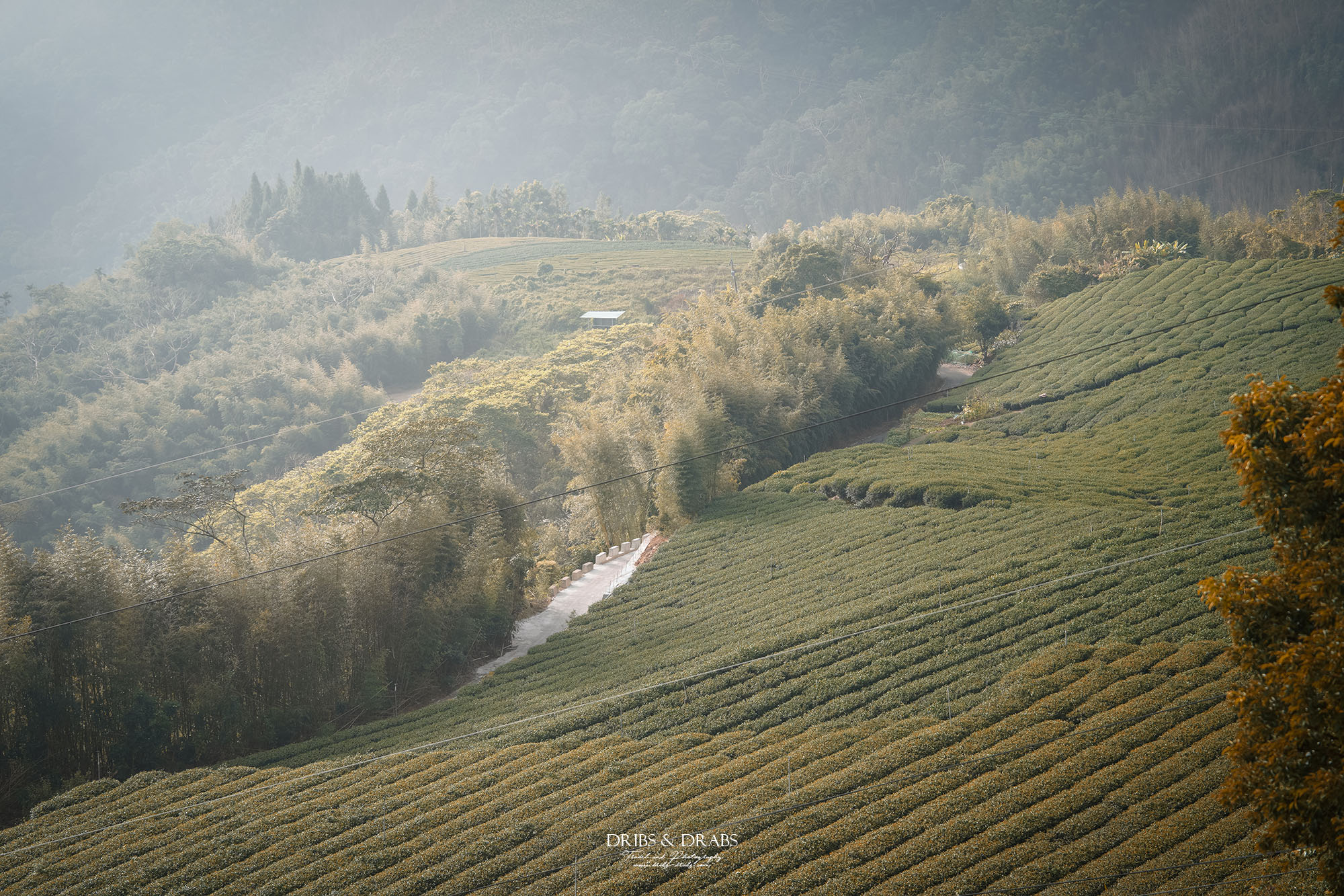 嘉義阿里山住宿推薦｜璦勒芬莊園民宿新開幕，隙頂象山看日出絕佳視野民宿