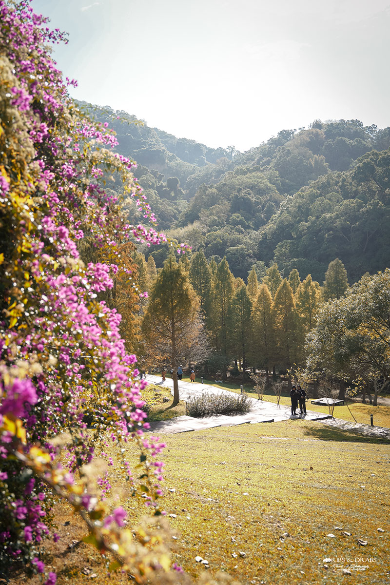 新竹芎林小森之歌｜新竹落羽松景點推薦＋白色教堂草地野餐打卡