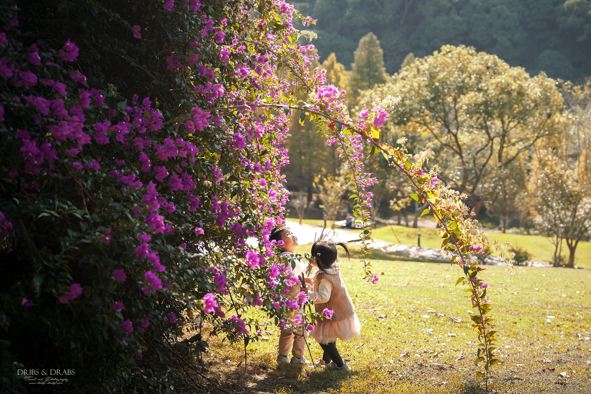 新竹芎林小森之歌｜新竹落羽松景點推薦＋白色教堂草地野餐打卡