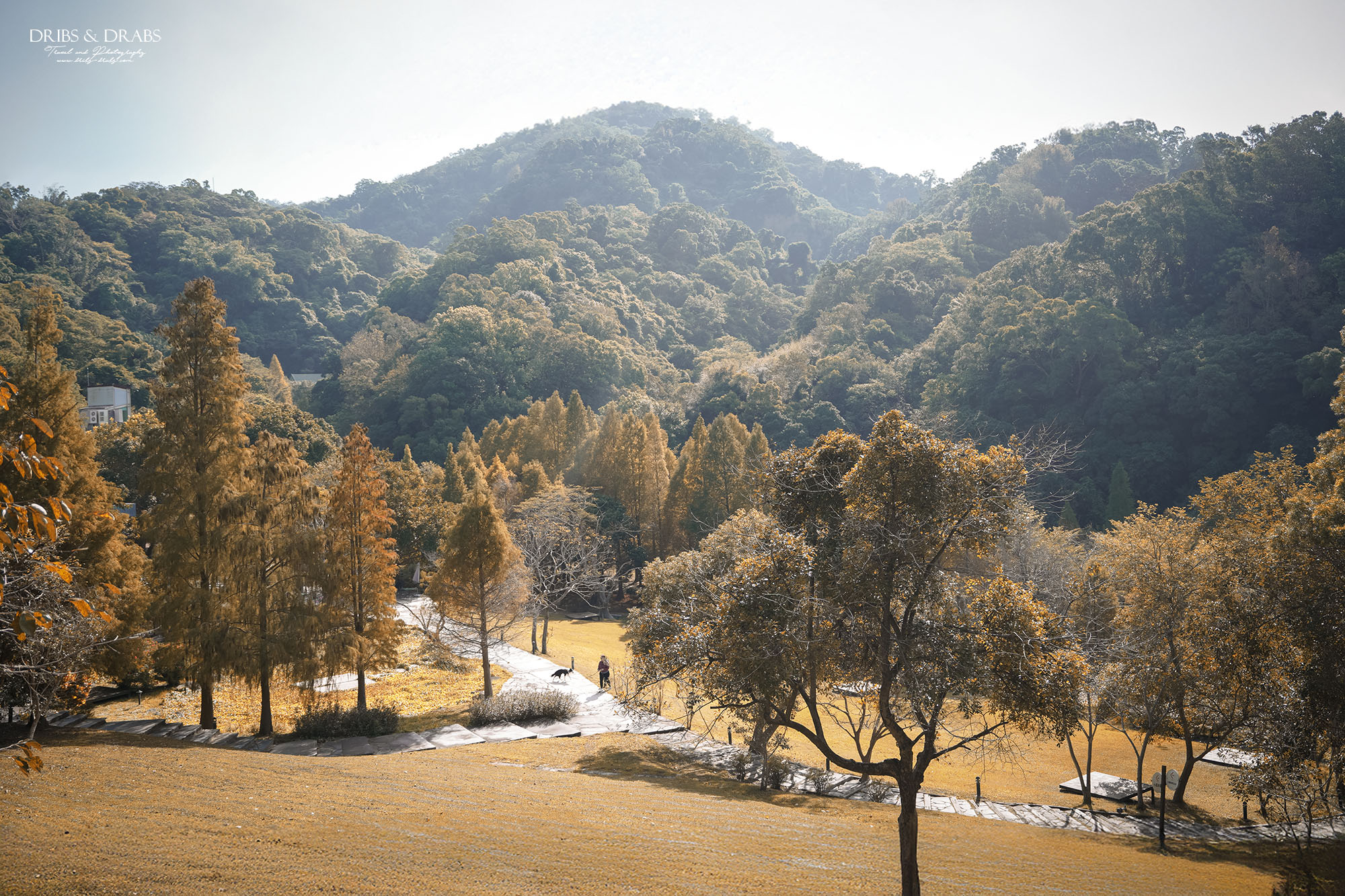 新竹芎林小森之歌｜新竹落羽松景點推薦＋白色教堂草地野餐打卡
