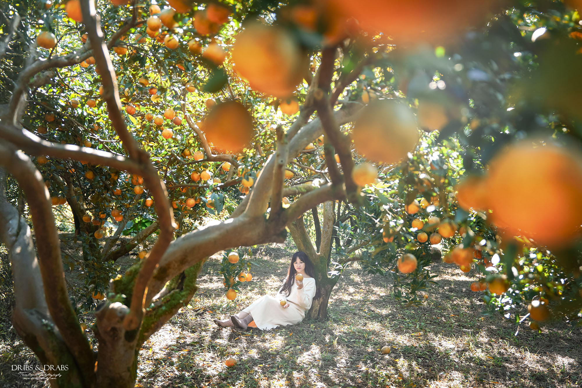 新竹關西景點｜東山農園冬季限定採橘體驗，親子採果行程大吉大利迎新年