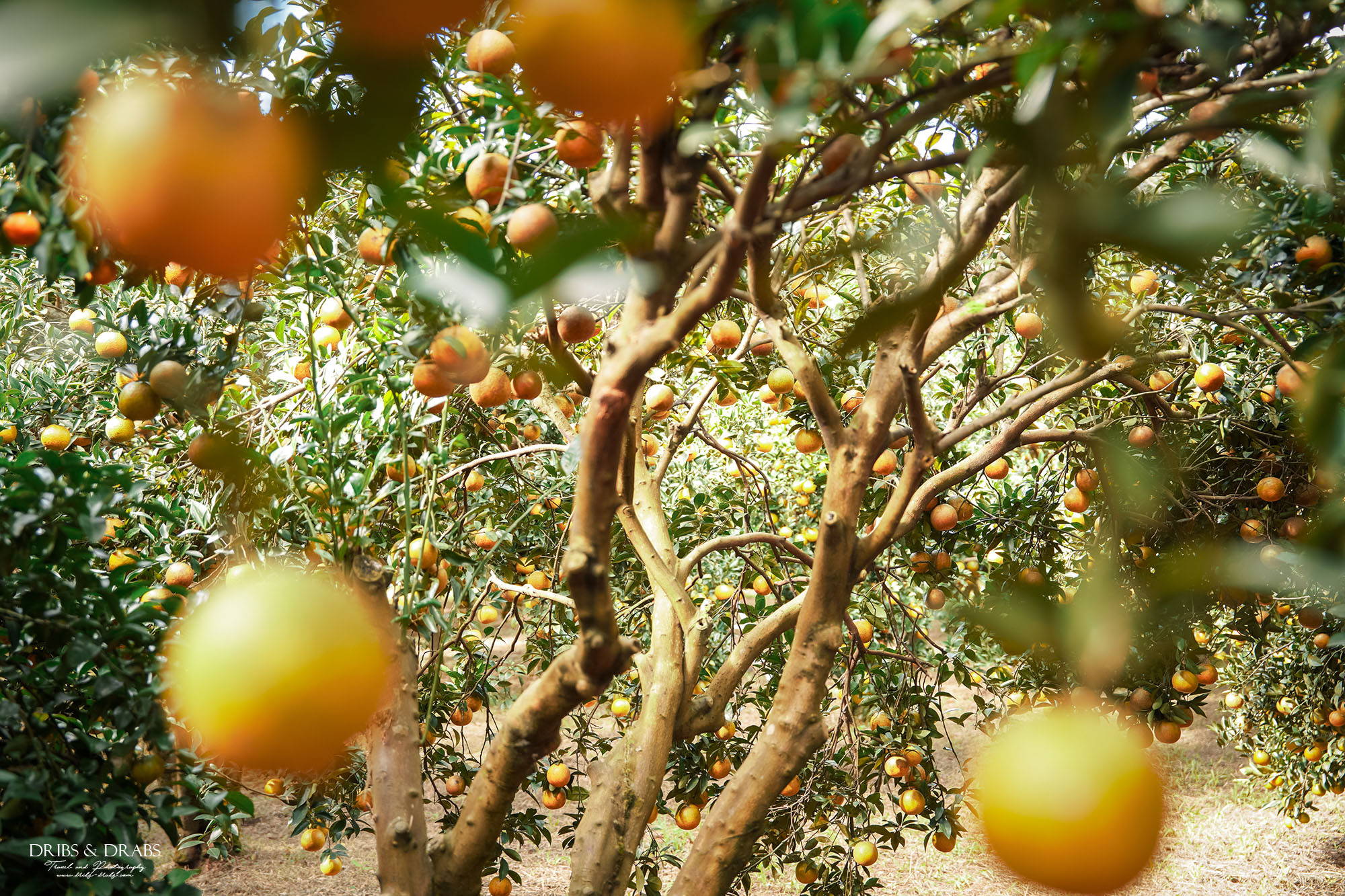 新竹關西景點｜東山農園冬季限定採橘體驗，親子採果行程大吉大利迎新年